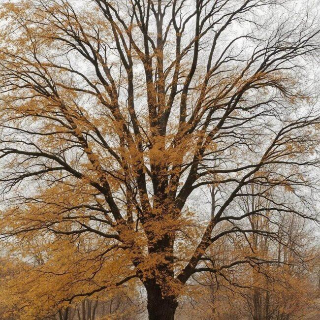 Chronienie przed mrozem