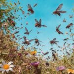 Eksperymentowanie z owadami w kuchni