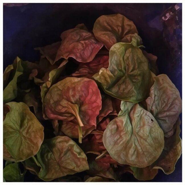 szpinak w chłodnym miejscu